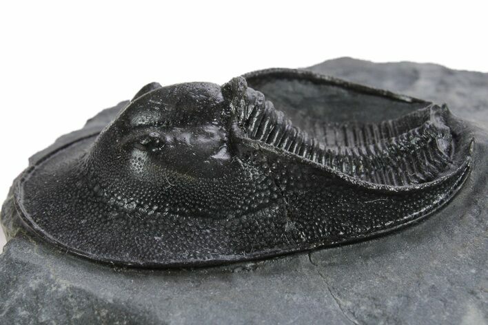 Gorgeous Scotoharpes Trilobite - Boudib, Morocco #355815